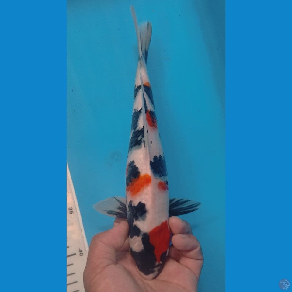 SHOWA 29CM