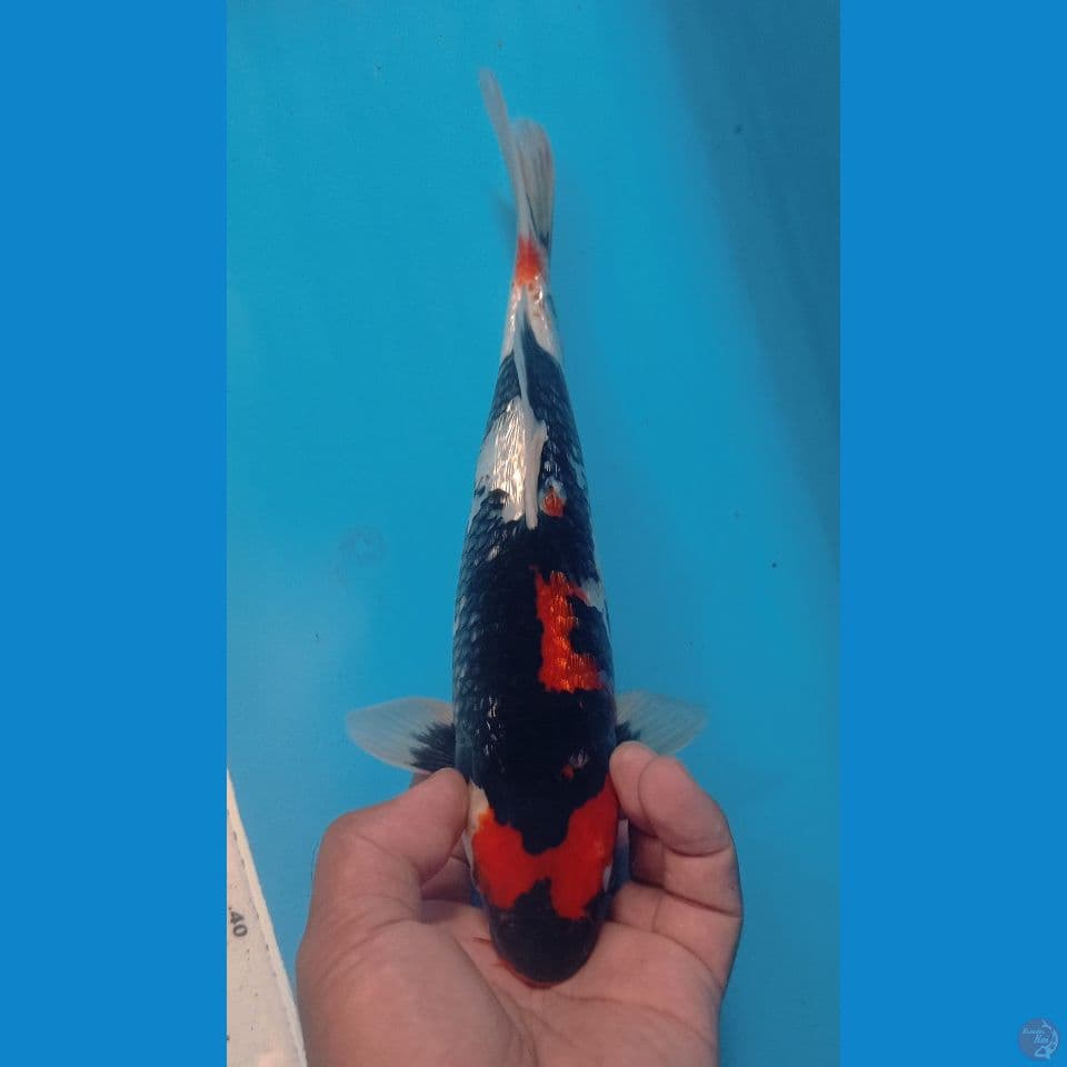 GINRIN 26CM