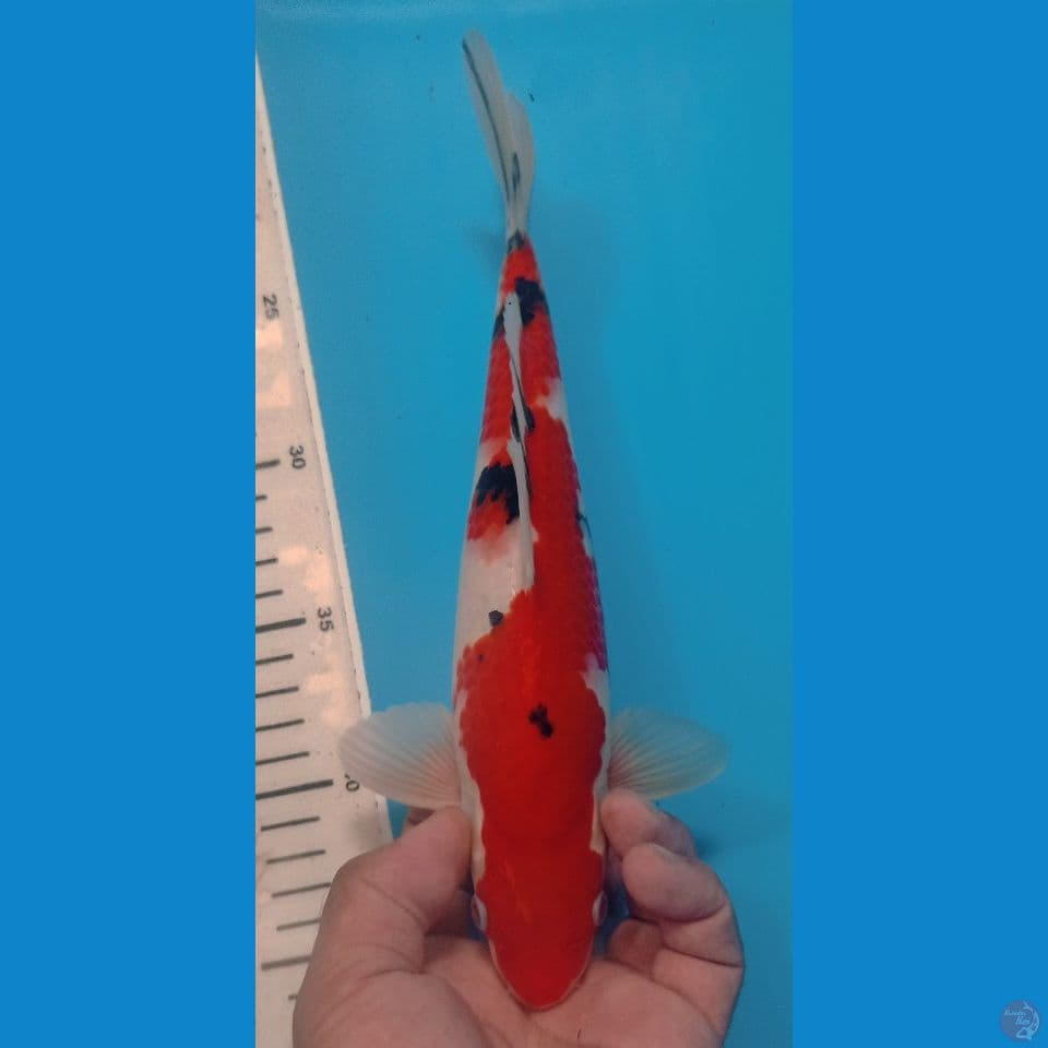 SANKE 28CM