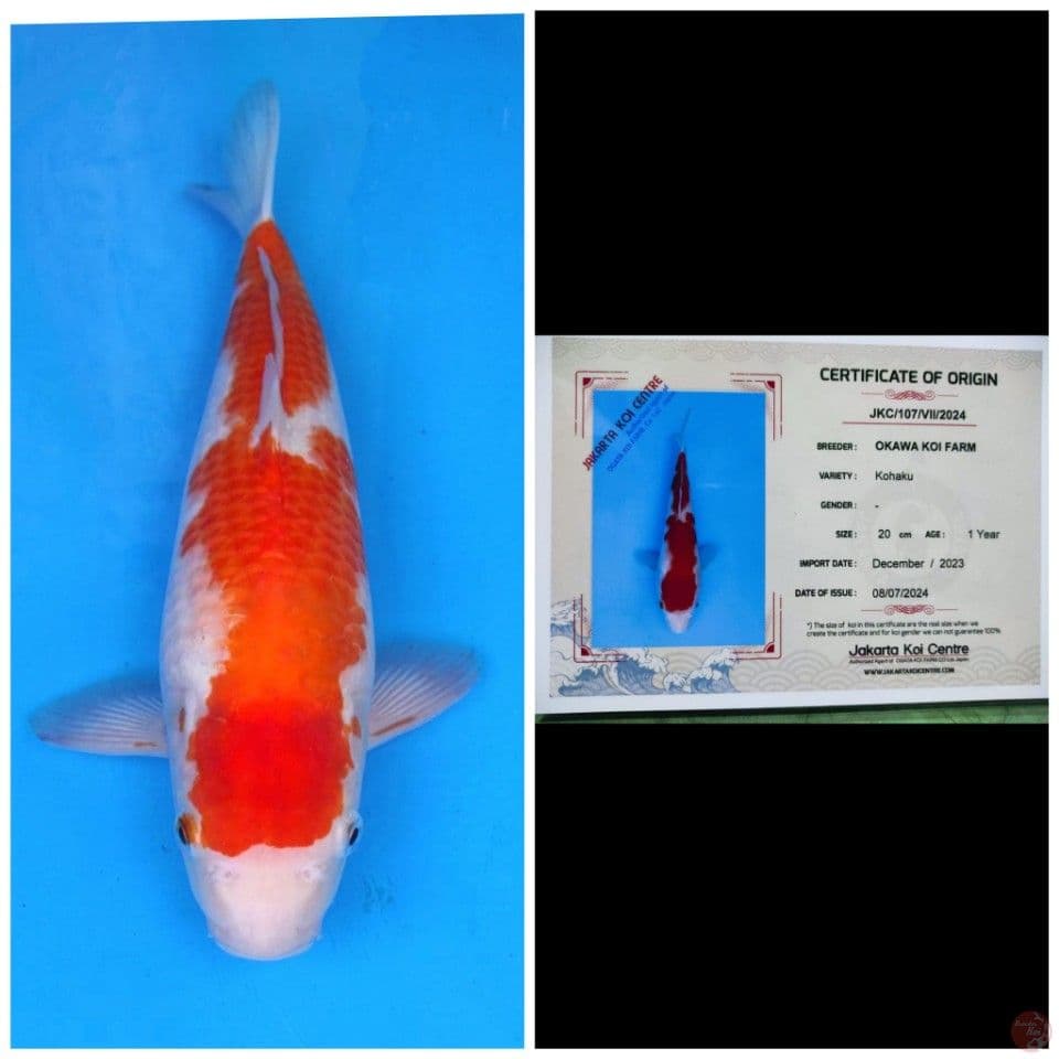 Okawa Kohaku