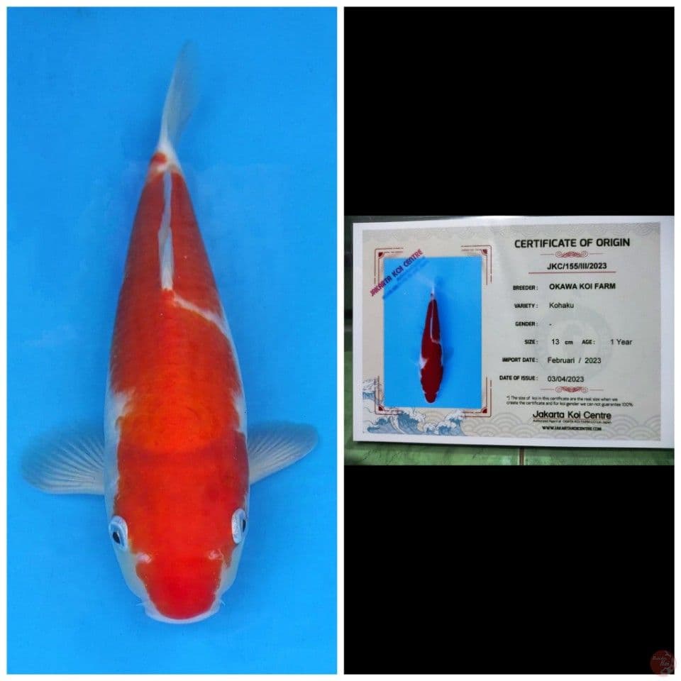 Okawa Kohaku
