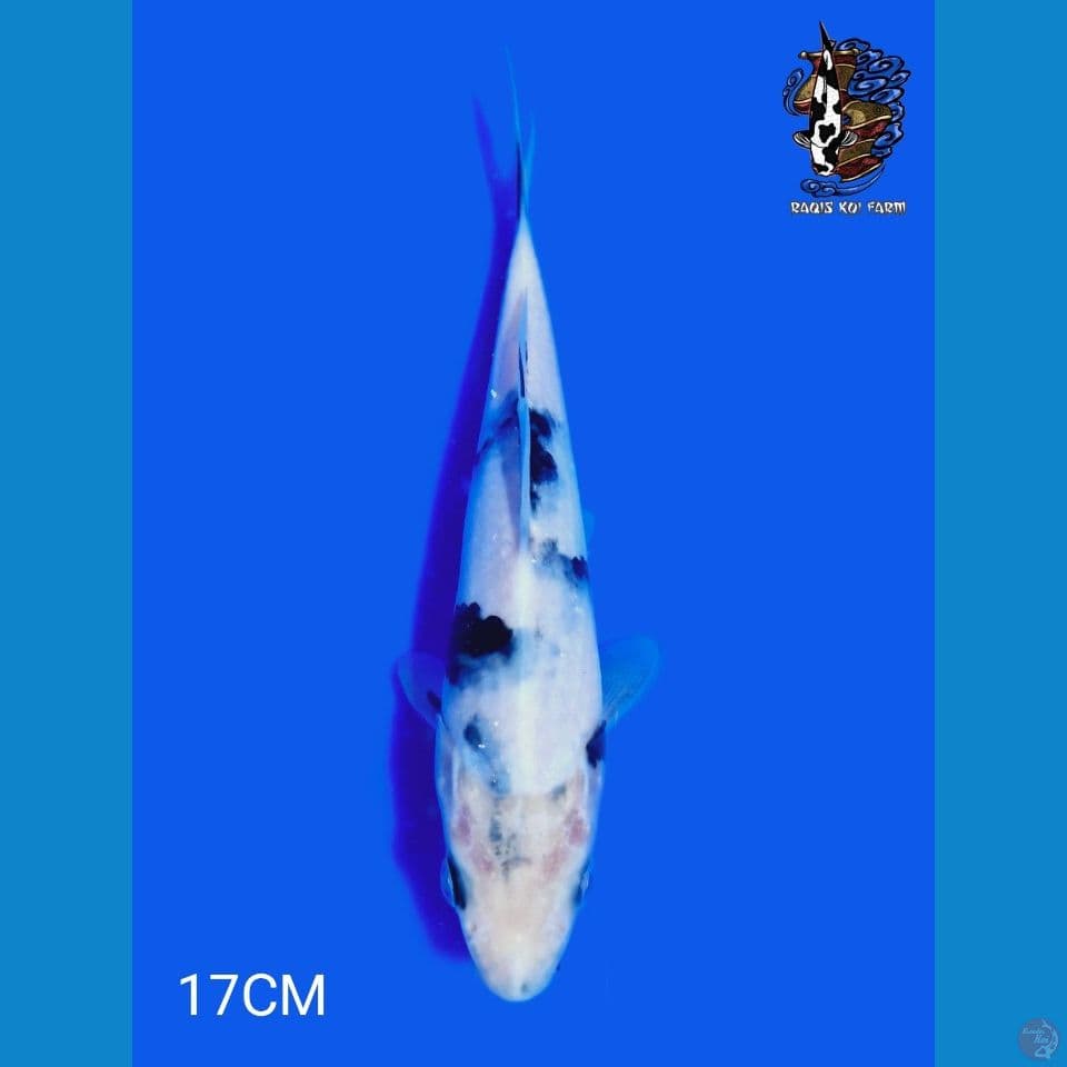 SHIRO Tategoi F1 BL OMOSAKO INDUKAN 75CM