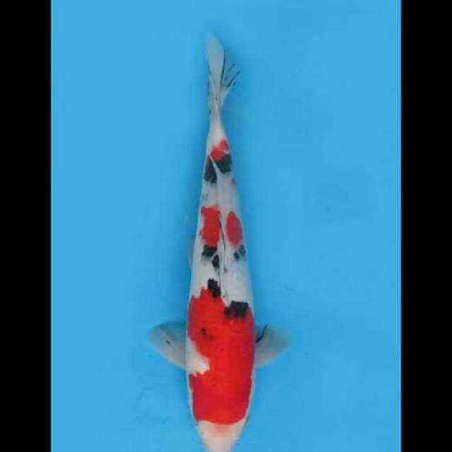 Red Sanke HQ - 30cm Male