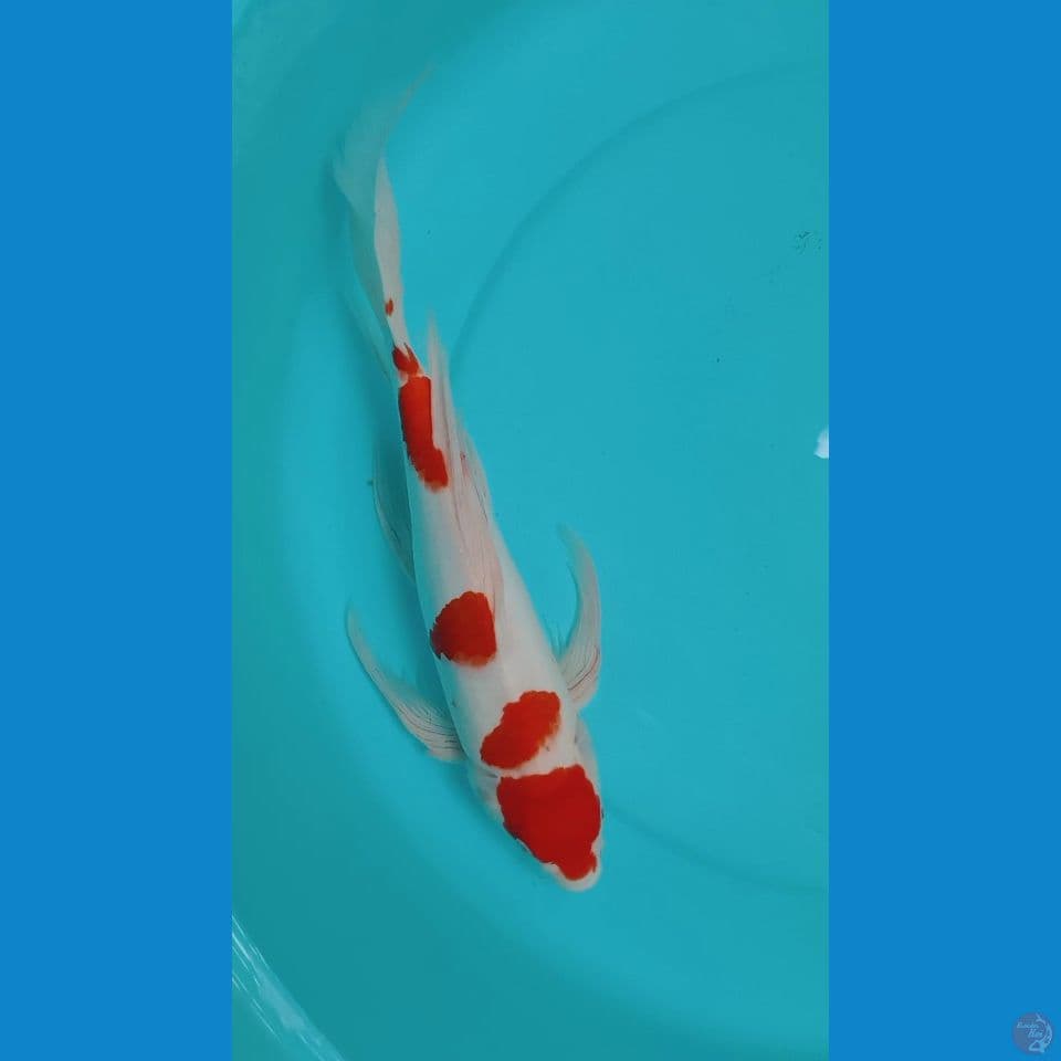 KUMPAY KOHAKU