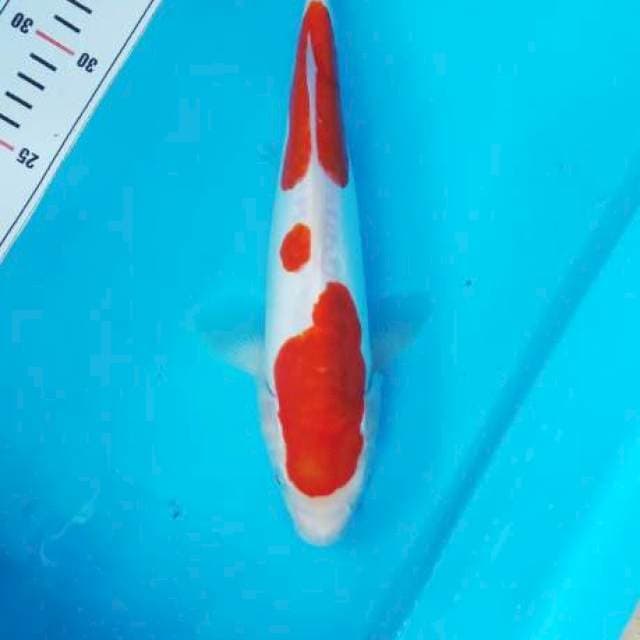 ORIGINAL KOHAKU