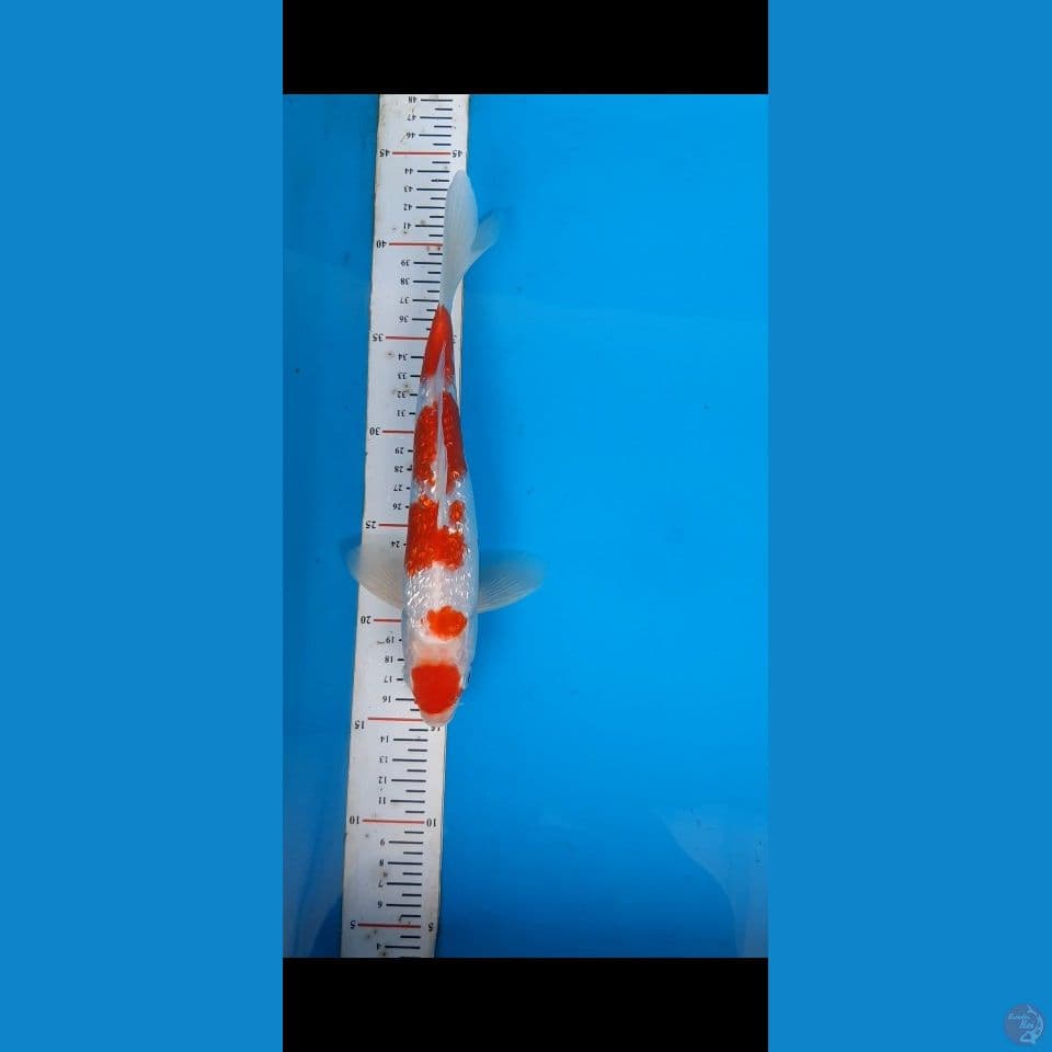 maruten kohaku gingrin 25cm