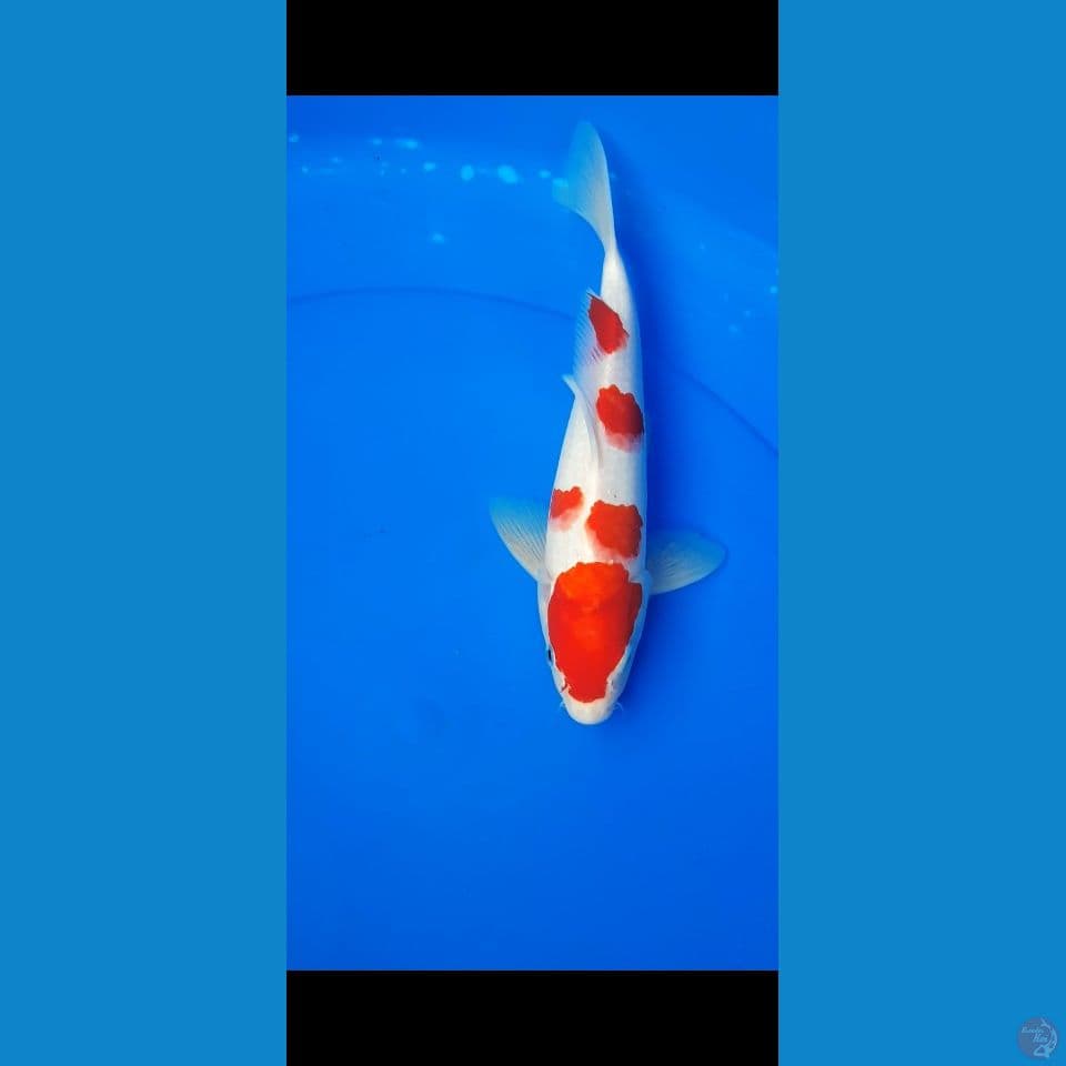 kohaku 26cm