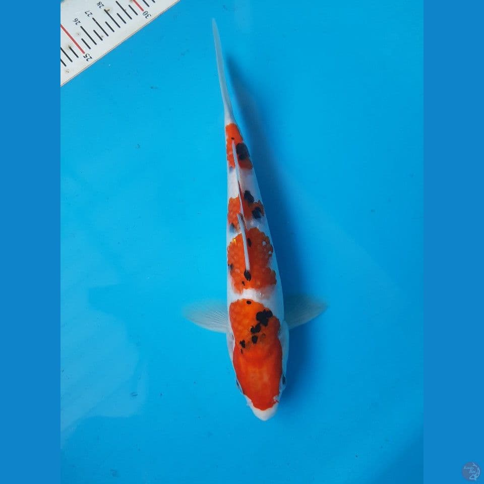 sanke 22cm