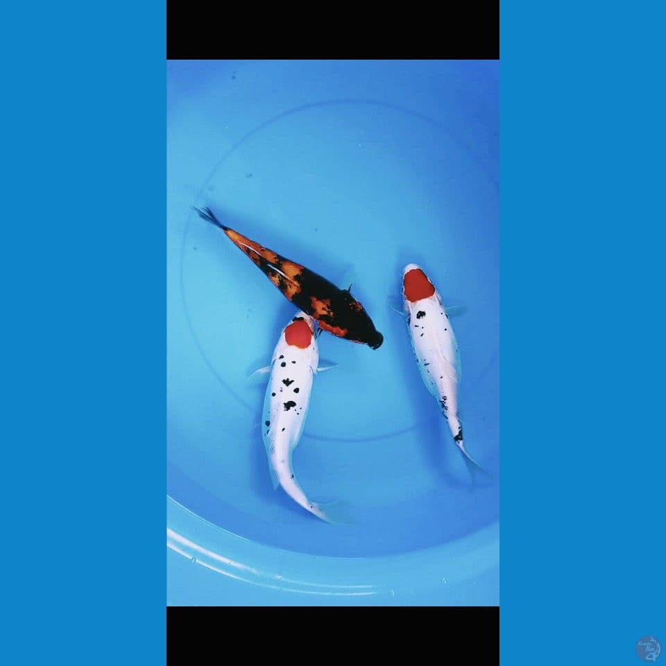 hi showa+kumanryu