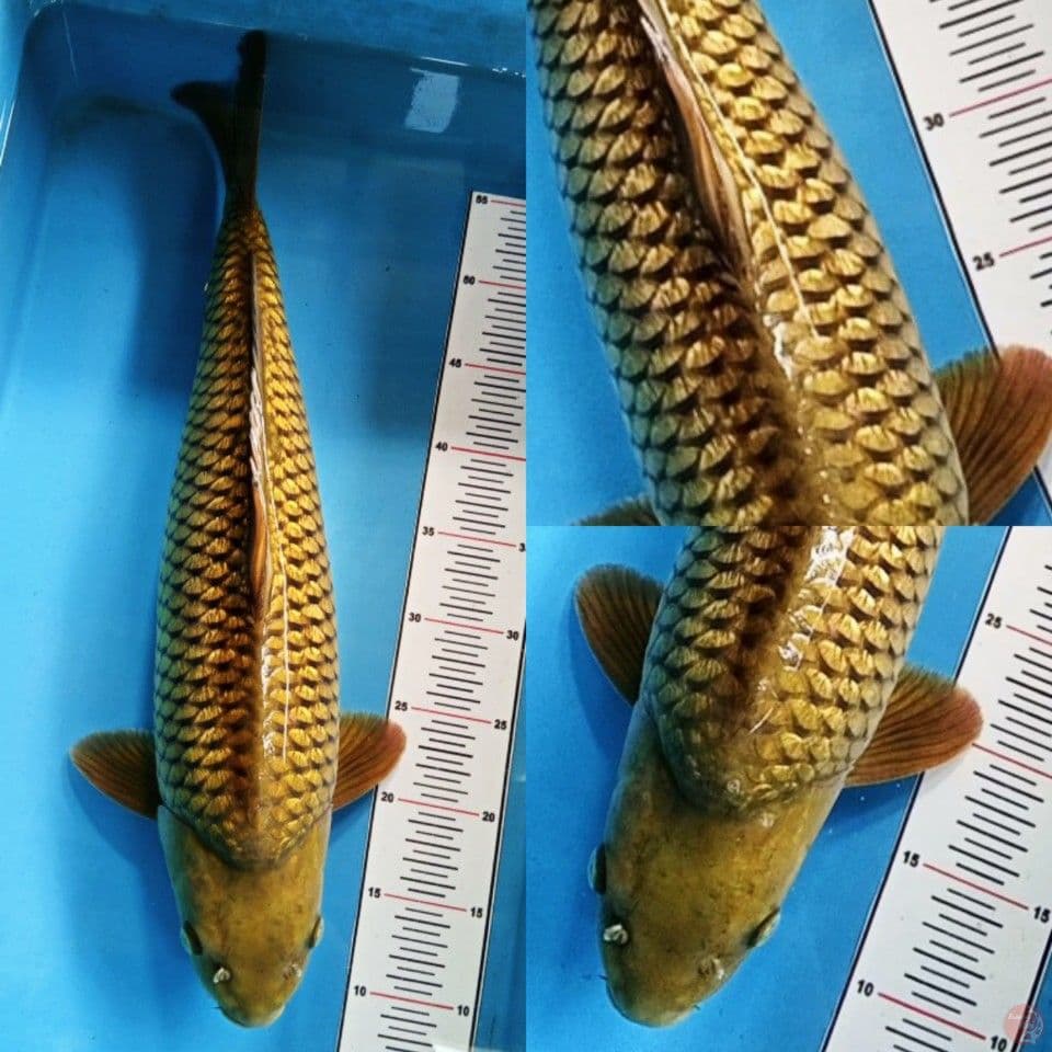 Show Quality Midori Ginrin jantan 50 cm iclude 7 serty juara