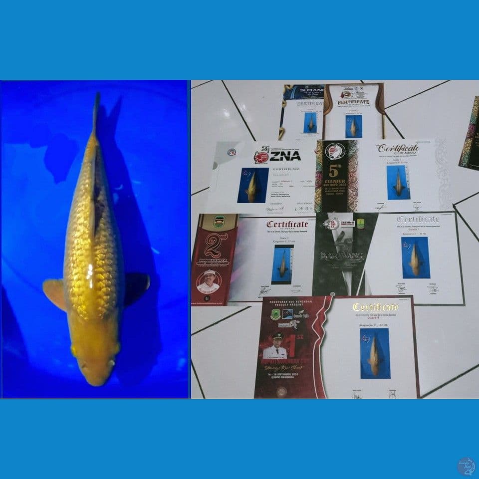 Show Quality Midori Ginrin jantan 50 cm iclude 7 serty juara