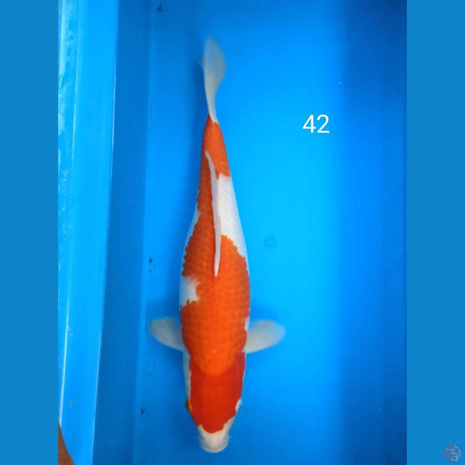 kohaku 42cm