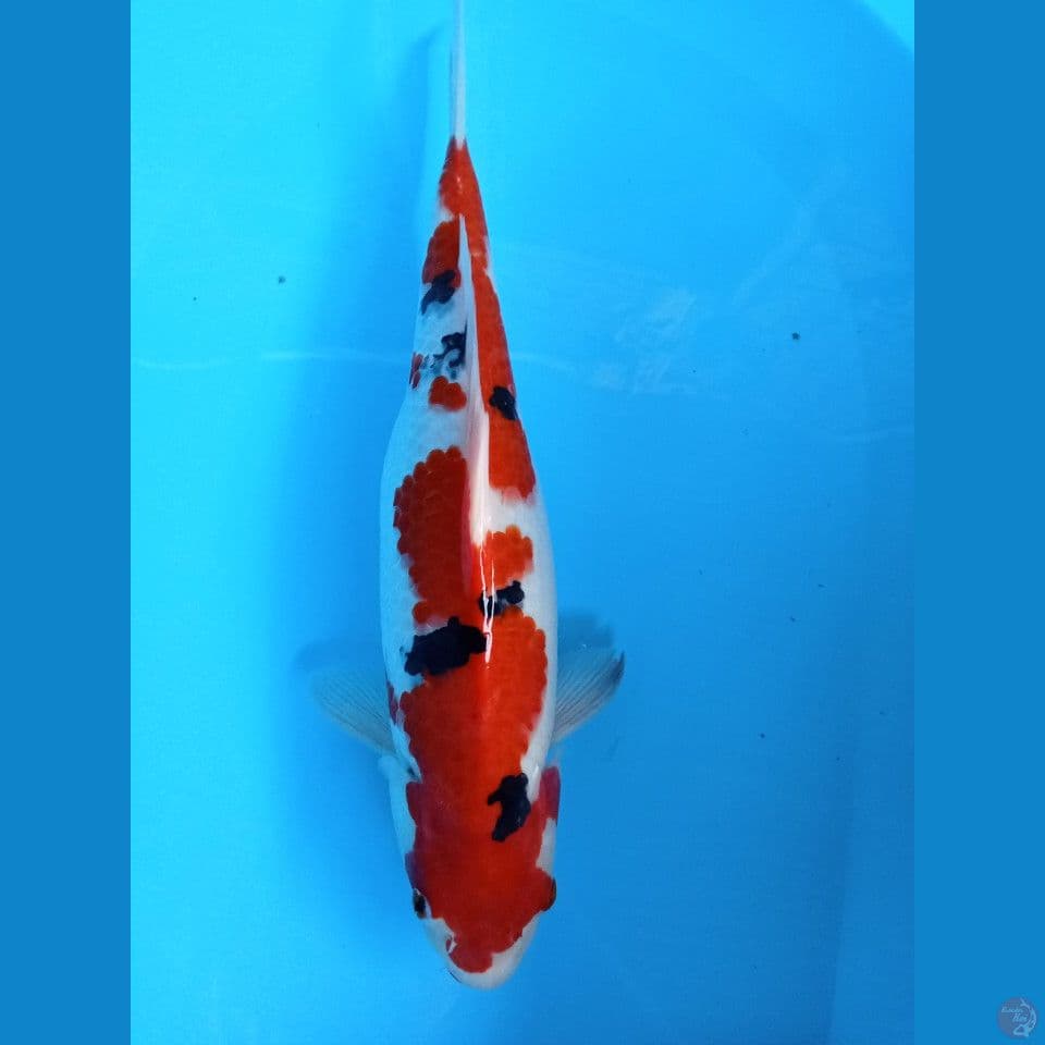sanky 42cm