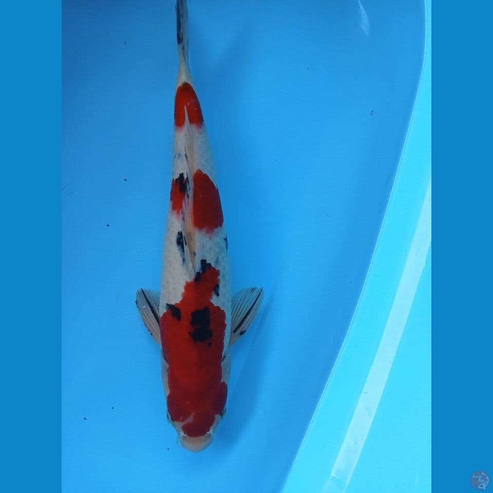 sanky 39cm jantan