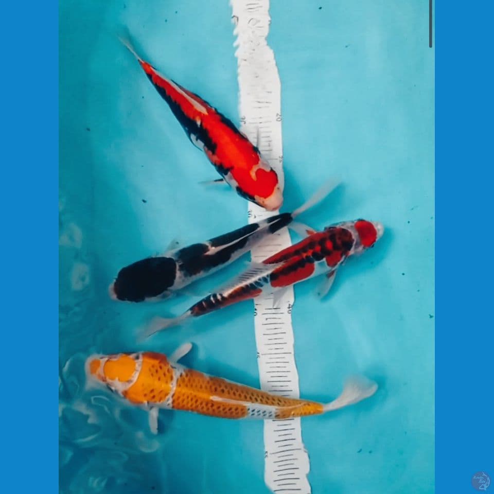 MIX 27,30CM