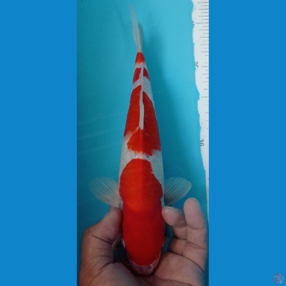 KOHAKU 30CM