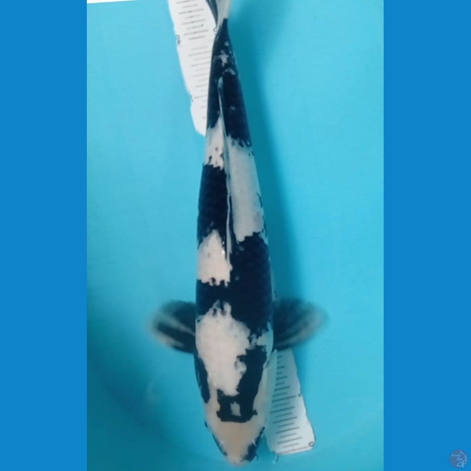 SHIRO 48CM