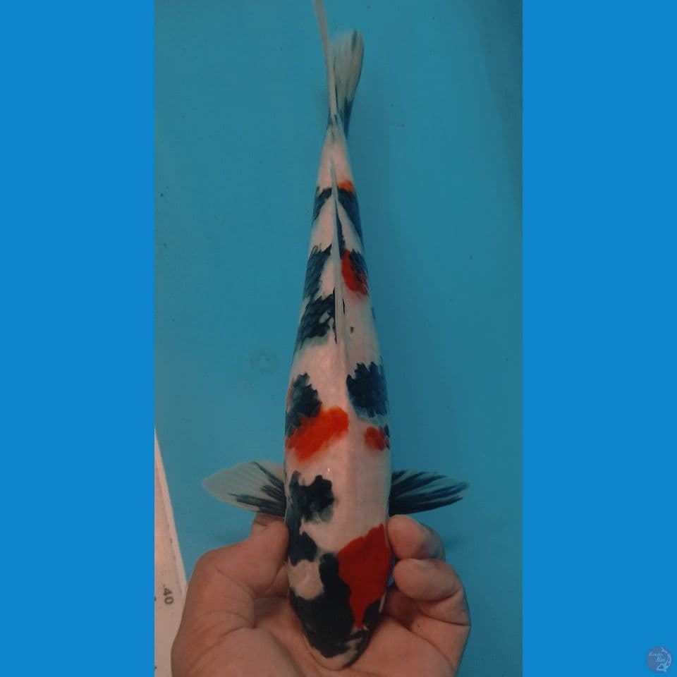 SHOWA 30CM