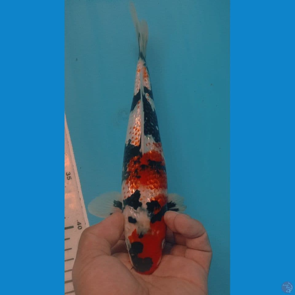 KANOKO 25CM