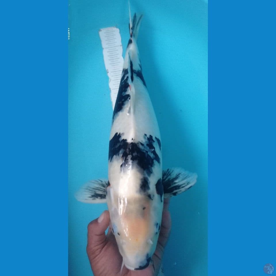 SHIRO 55CM