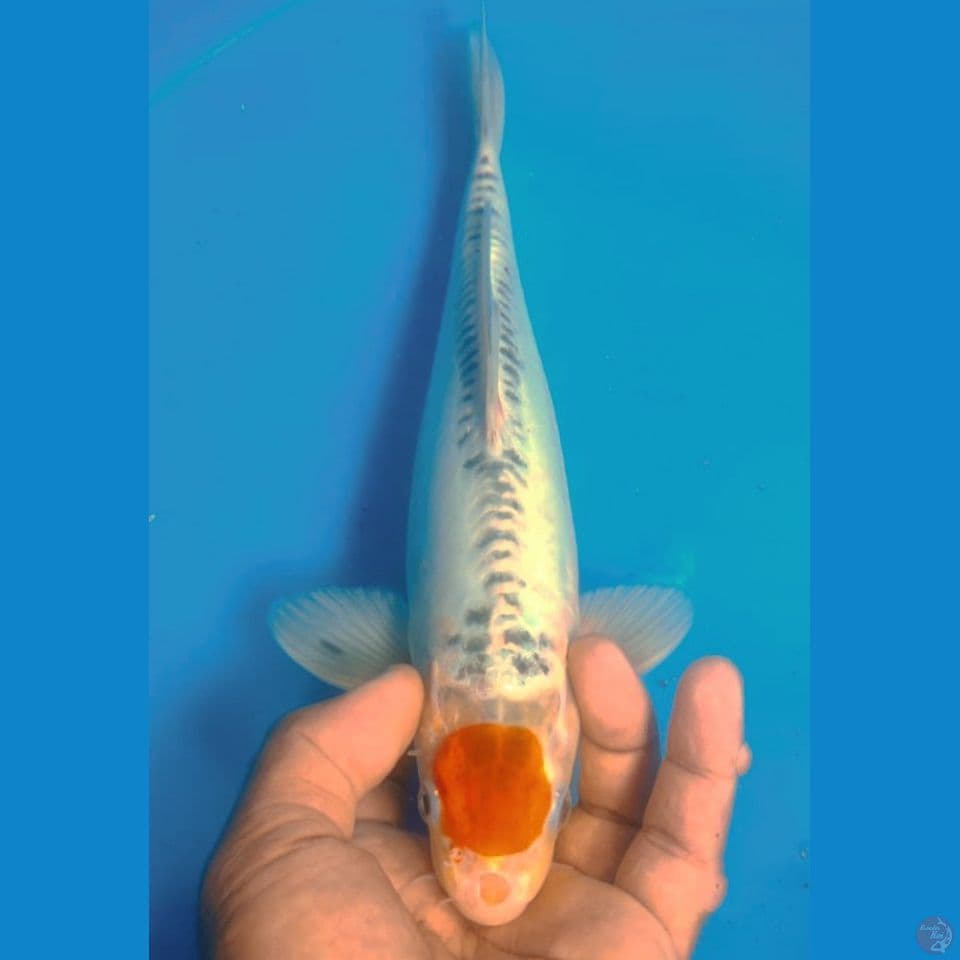 TANCHO 30CM