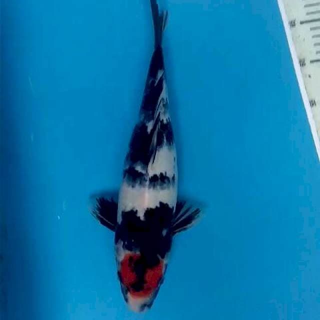 Tancho Showa Istimewa 35
