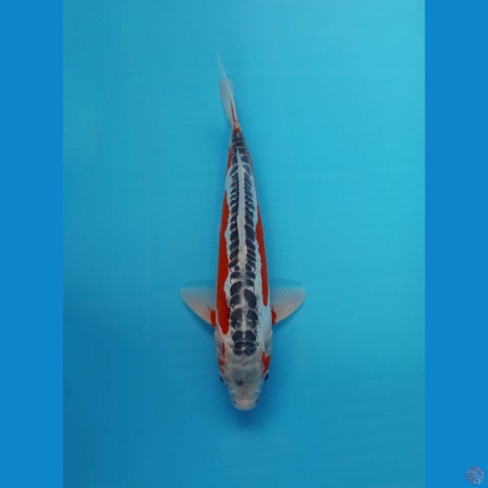 shusui ready show 36cm
