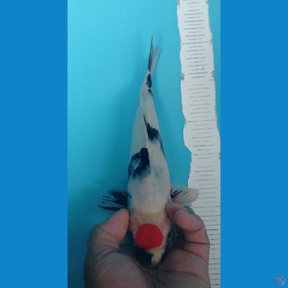 TANCHO SHOWA 27CM