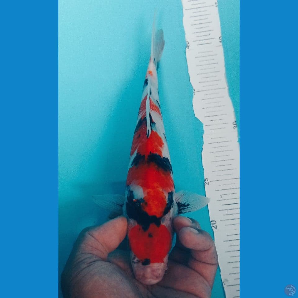 MARUTEN SHOWA 29CM