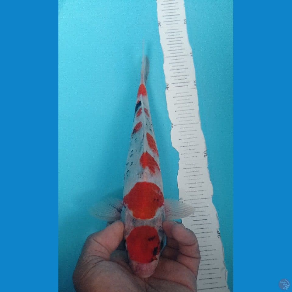 TATEGOI 30CM