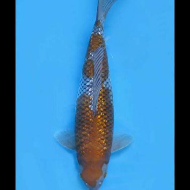 Ochiba Full Ginrin Female - 34cm
