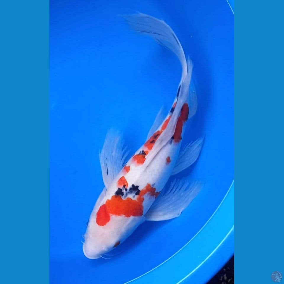 KUMPAI SANKE 45CM