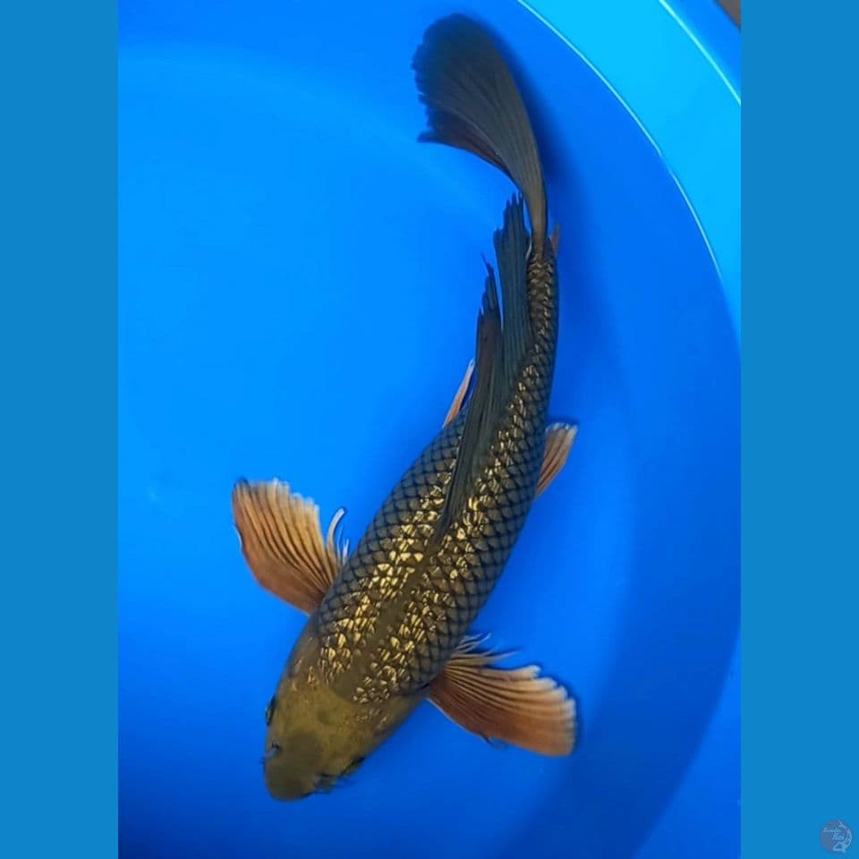KUMPAI MIDORI 42CM