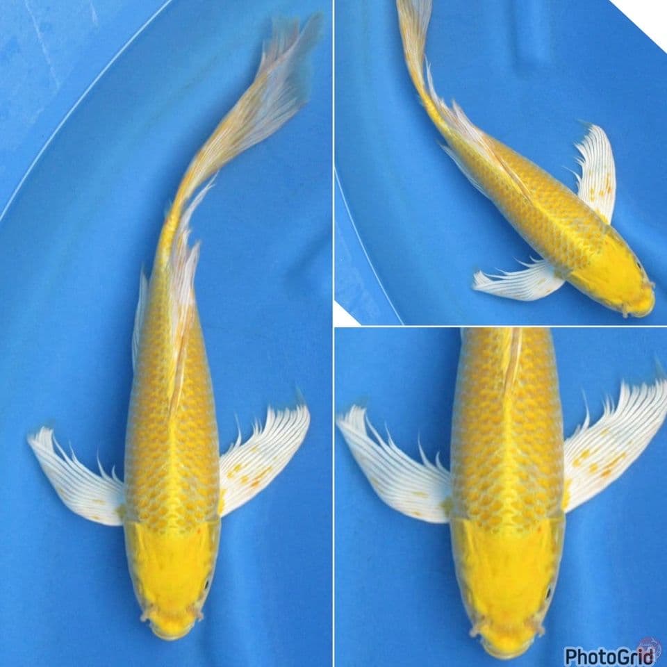 45cm - Kumpay Ogon jumbo