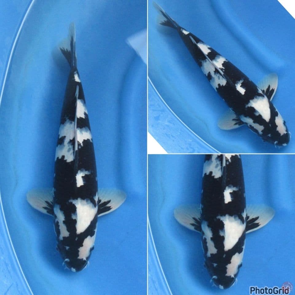 40cm - F1 Omosako Bersih Shiro Sumi Pekat