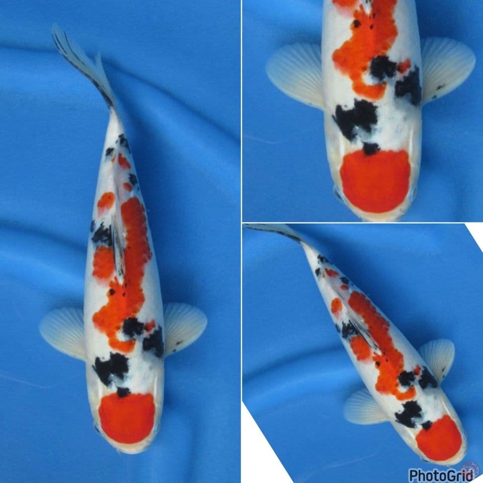 30cm - F1 Sakai Sanke Show Quality