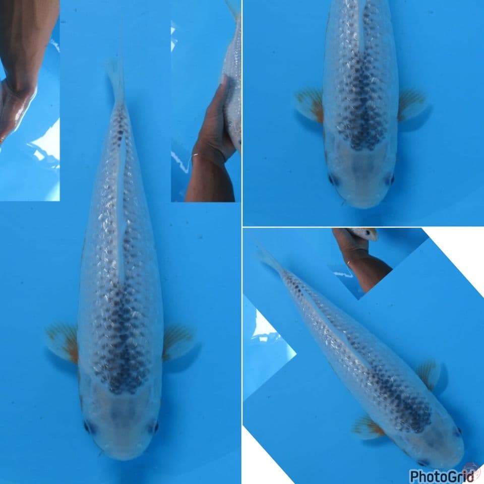 28cm - Asagi Ginrin