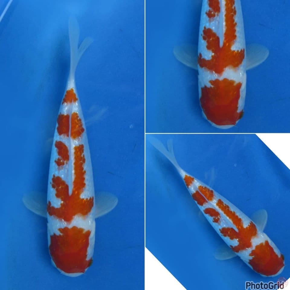 25cm - Kohaku Ginrin Merah Tebal
