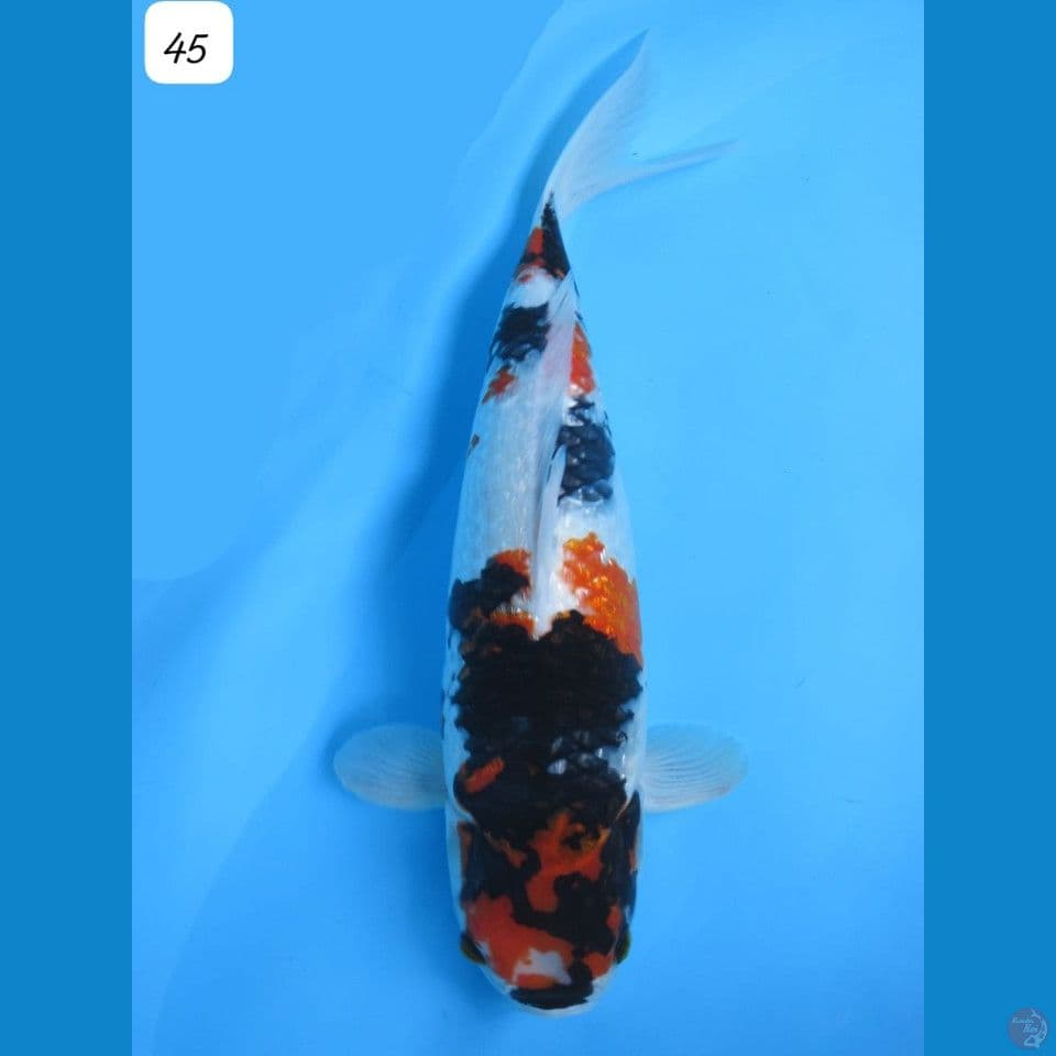 showa gindrin jumbo 45cm
