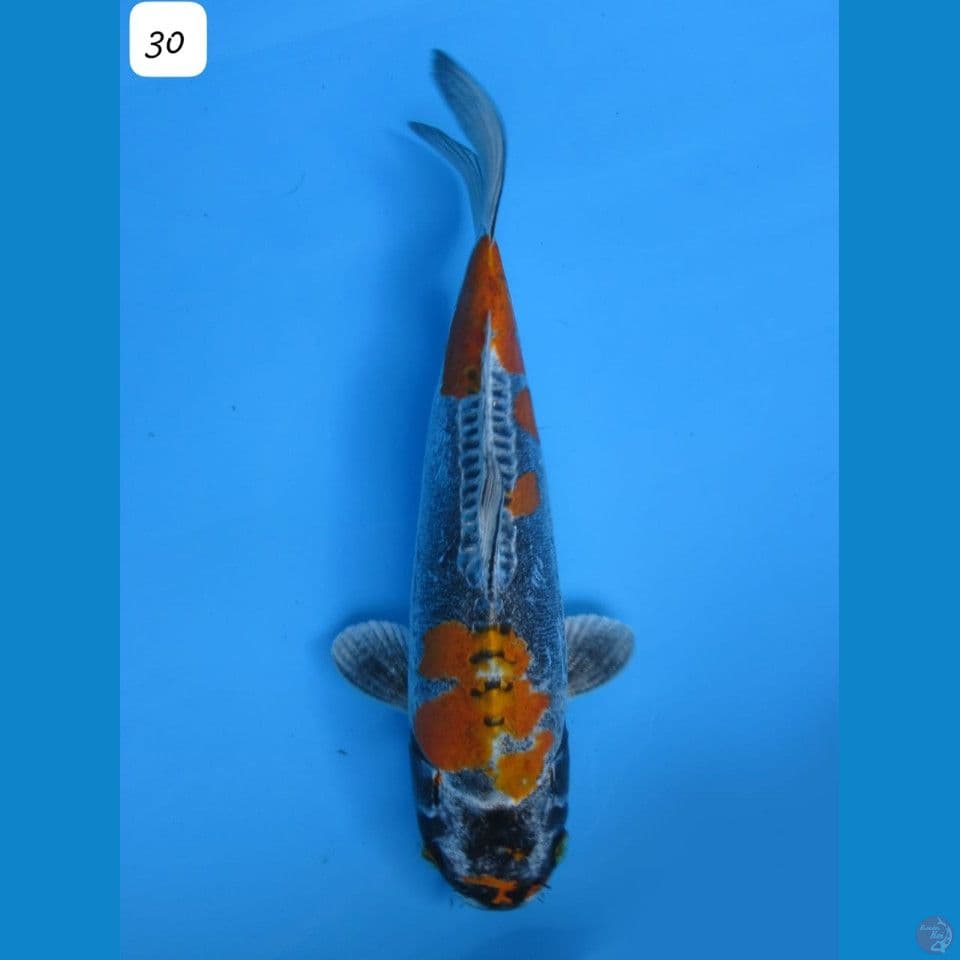 benikikoryu 30cm