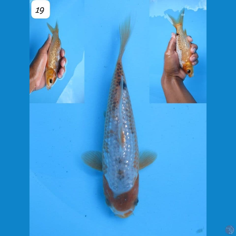 sabikoyo gindrin 19cm