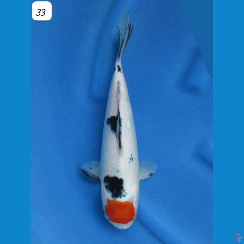 tancho sanke 33cm