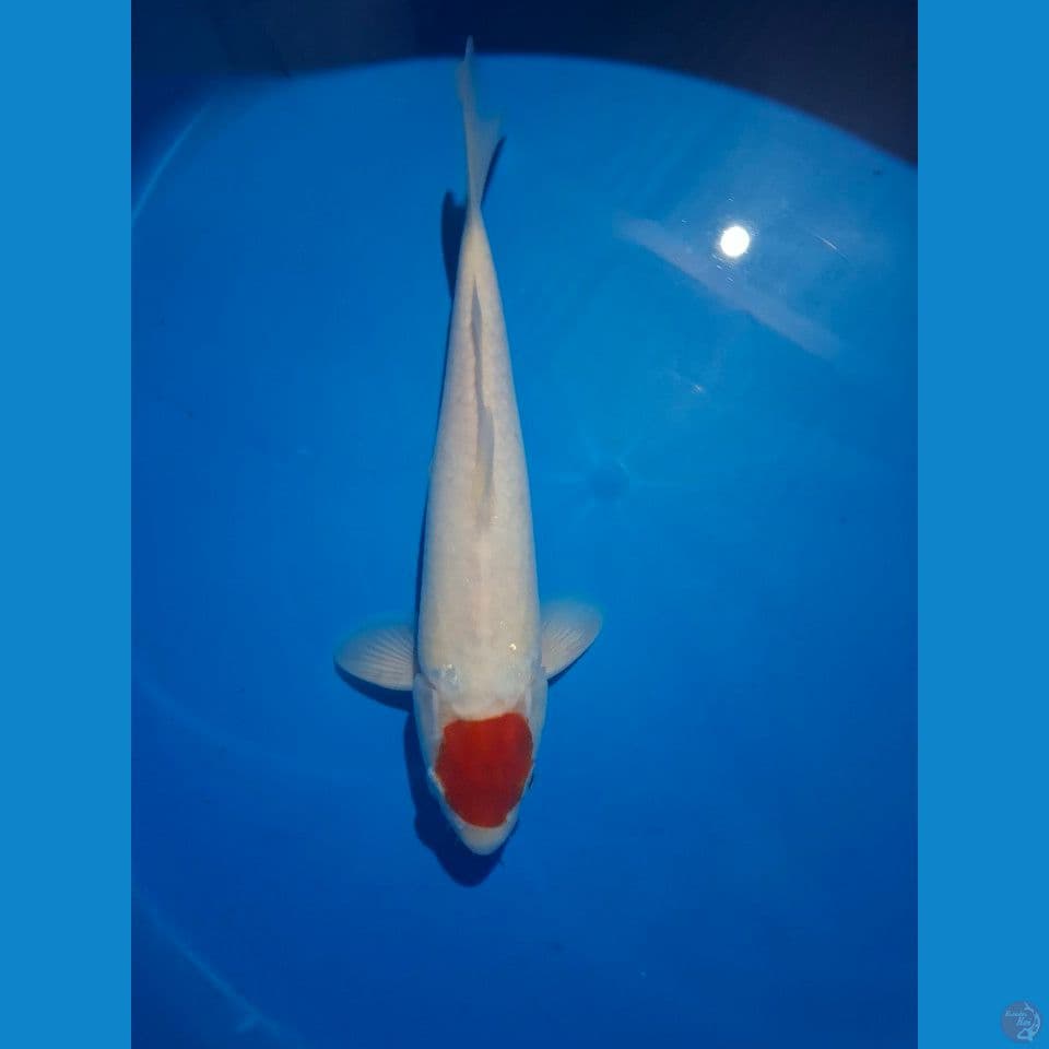 tc kohaku ori 30 cm male