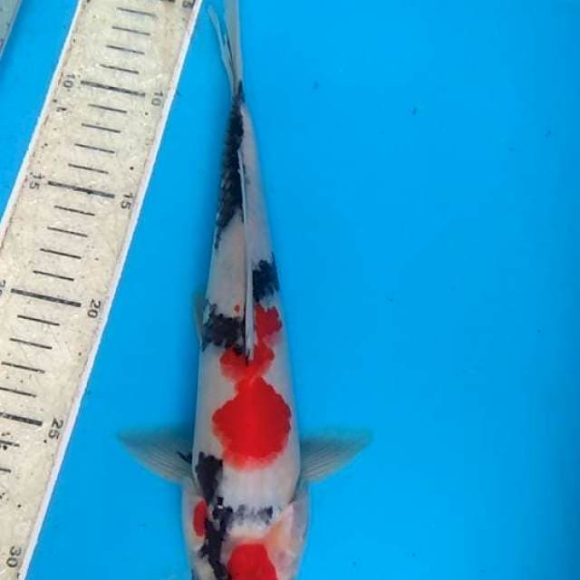 Showa 28cm