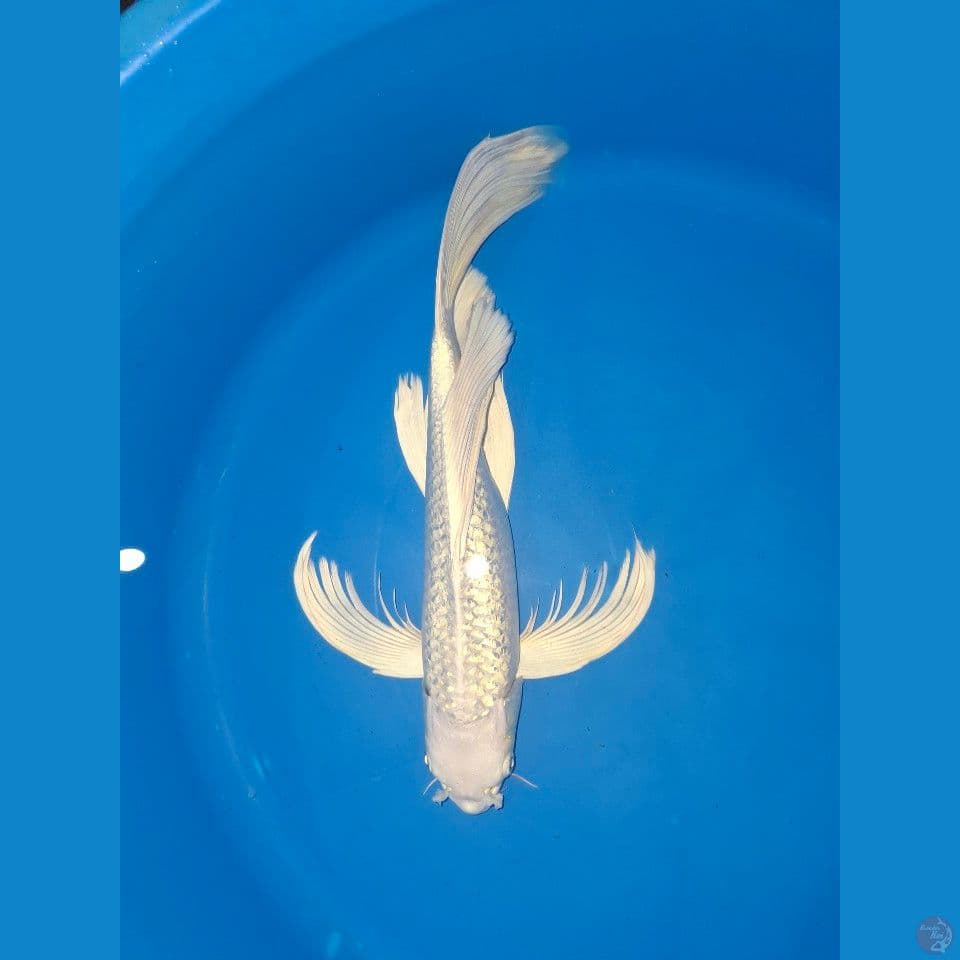 platinum sleyer ginrin 40up