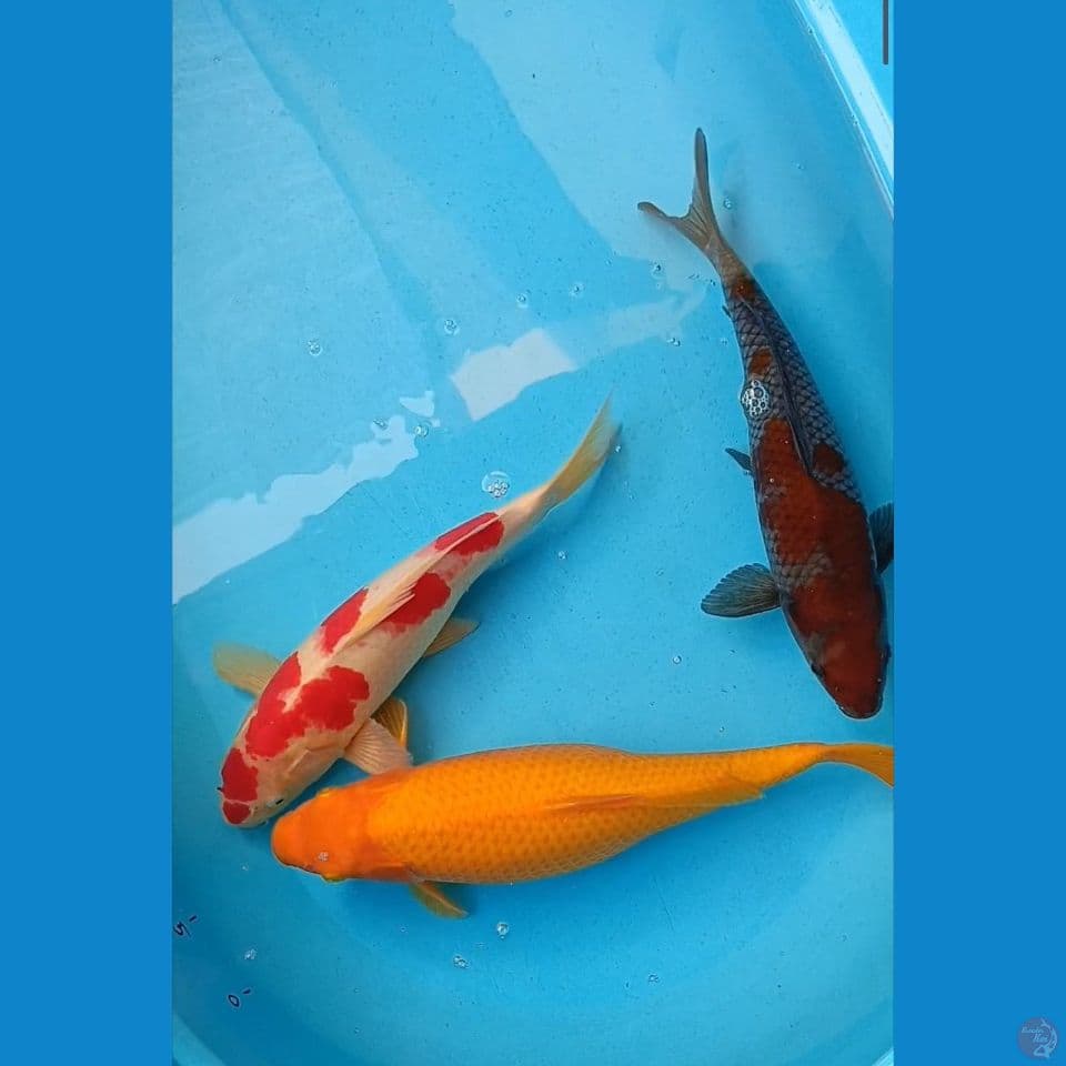 3 ekor, karashi mata merah,kohaku original, uchiba