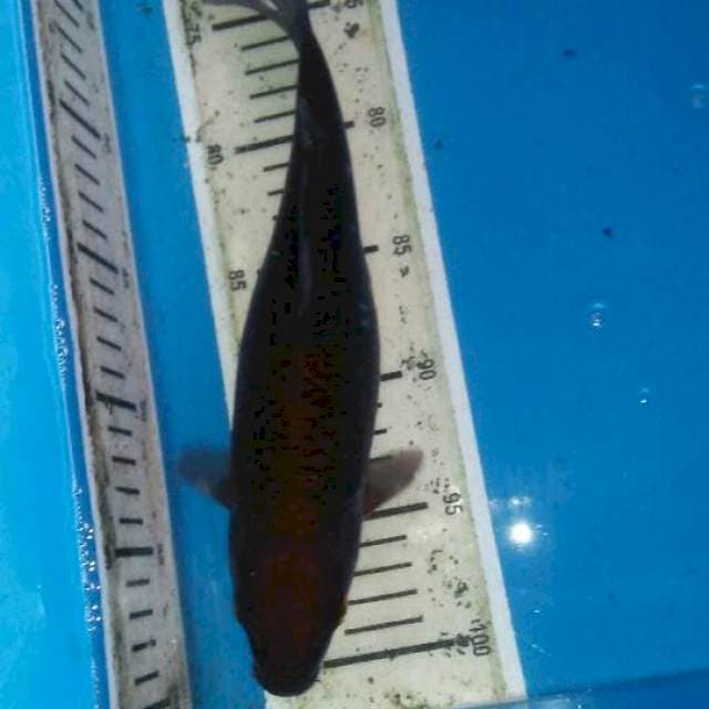 Cagoi tembaga