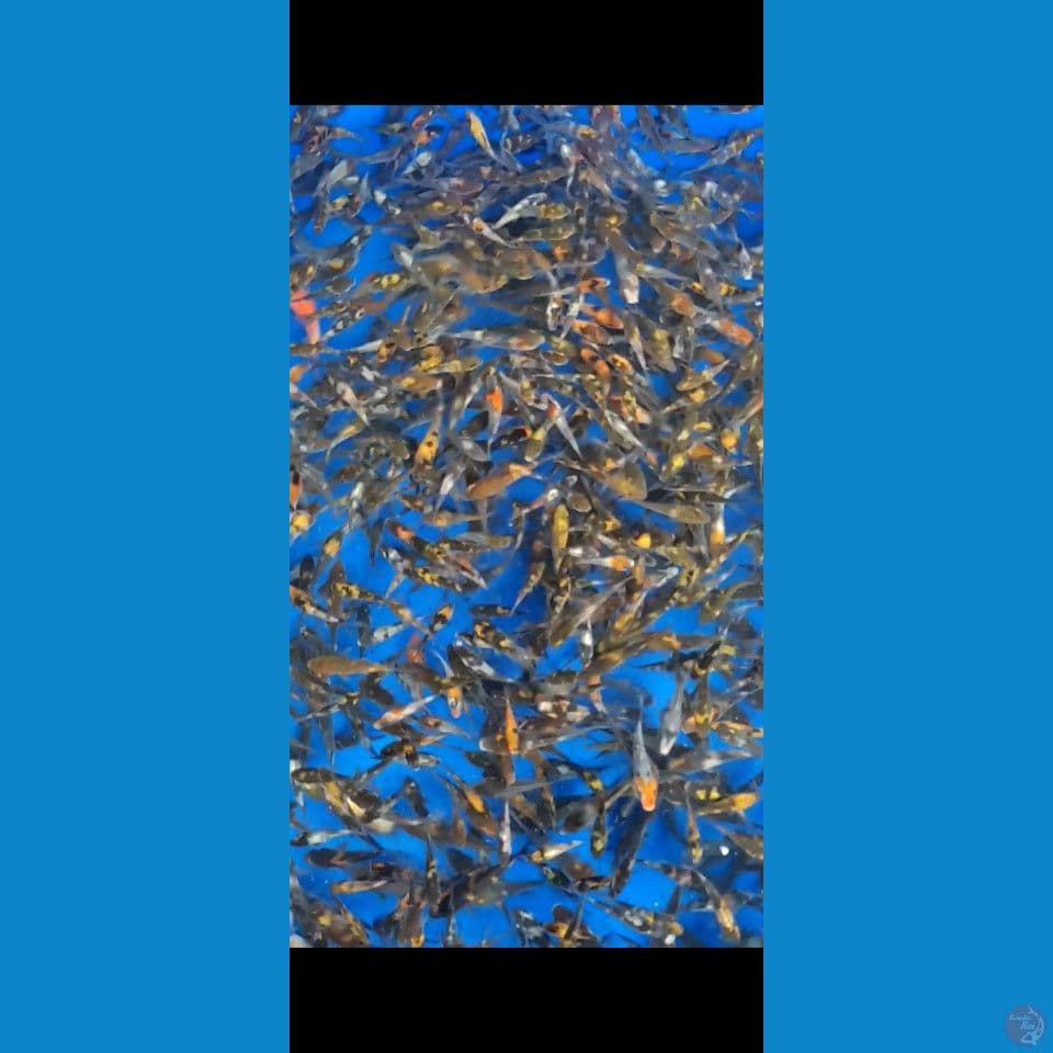bibit showa sisik 3-10cm 600ekor