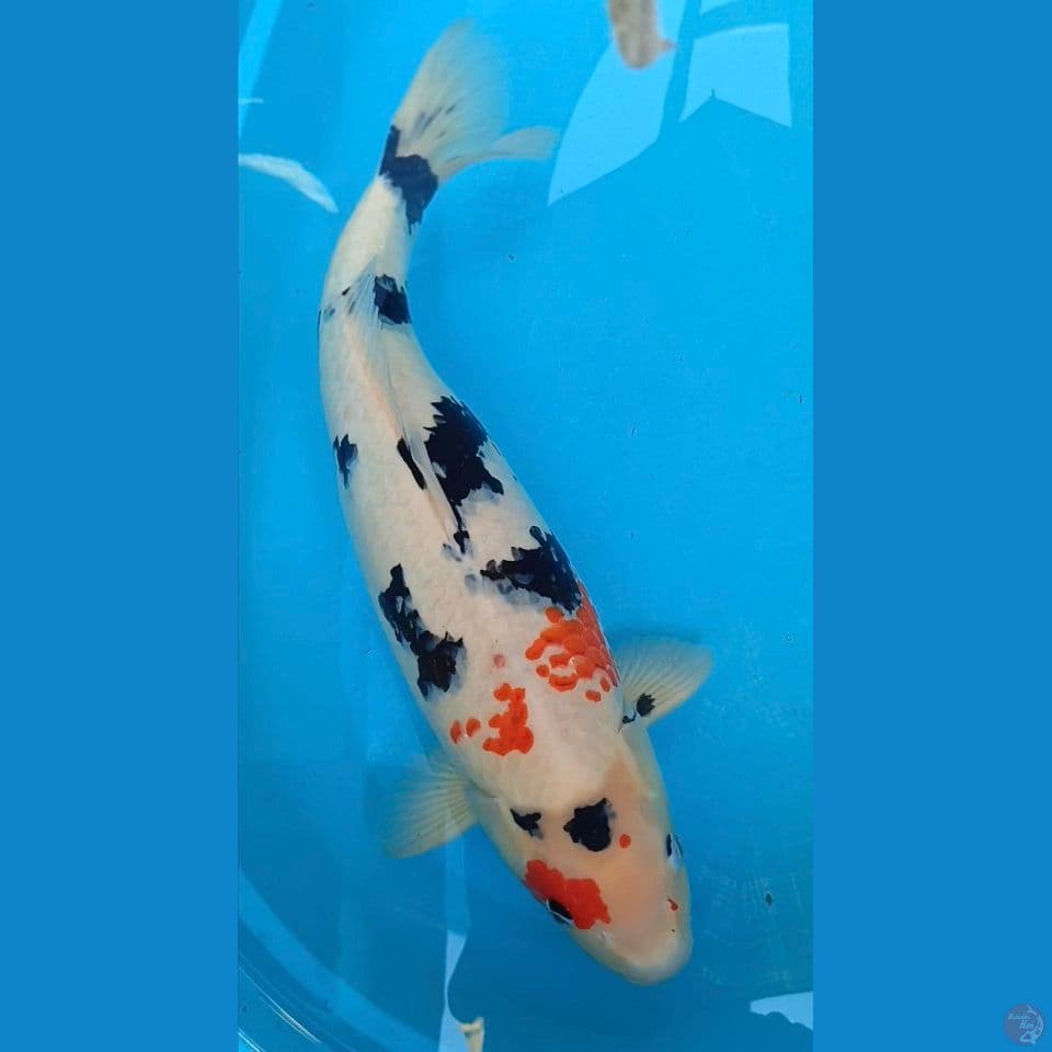 F1 Showa jumbo 60 cm