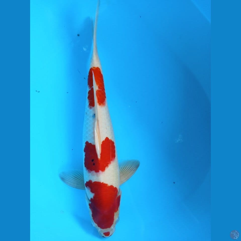 40cm jantan